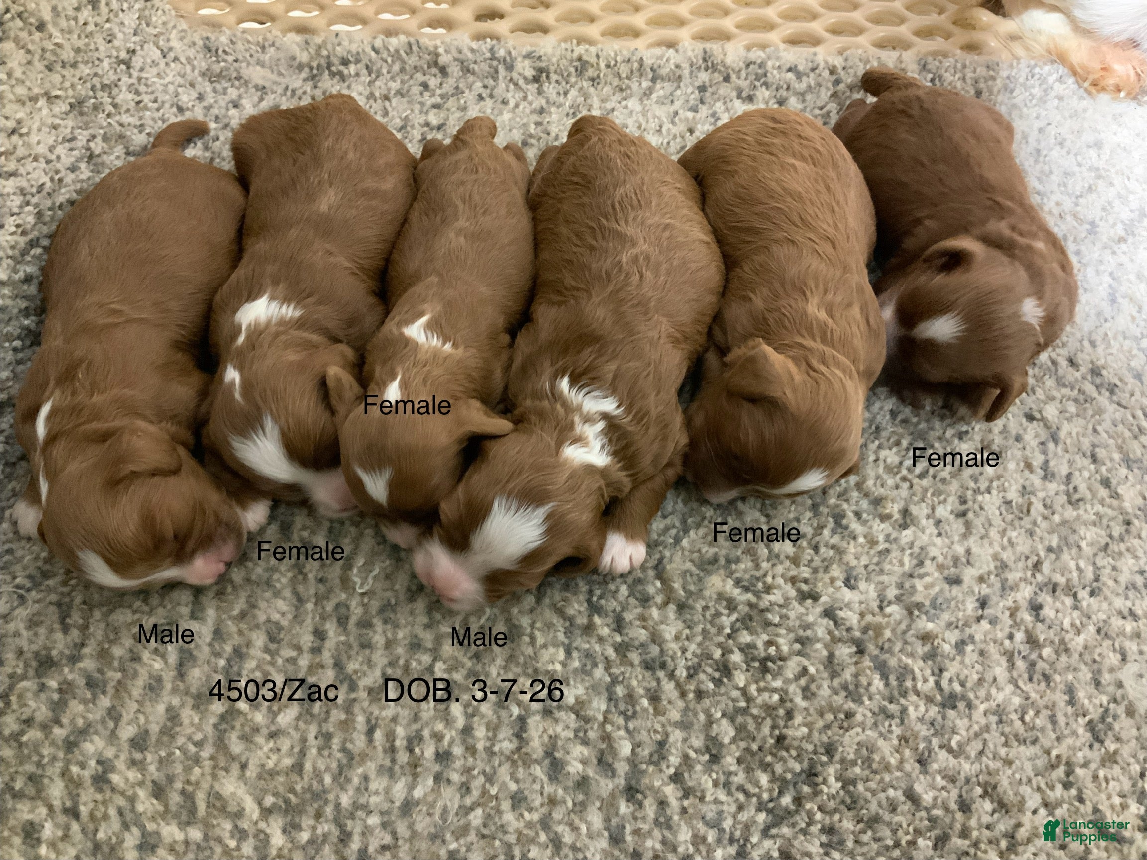 Cavapoo dogs Carie - Ad 1