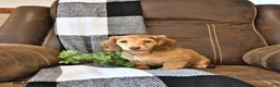 Miniature Dachshund dogs for sale: Sadie - Ad 10