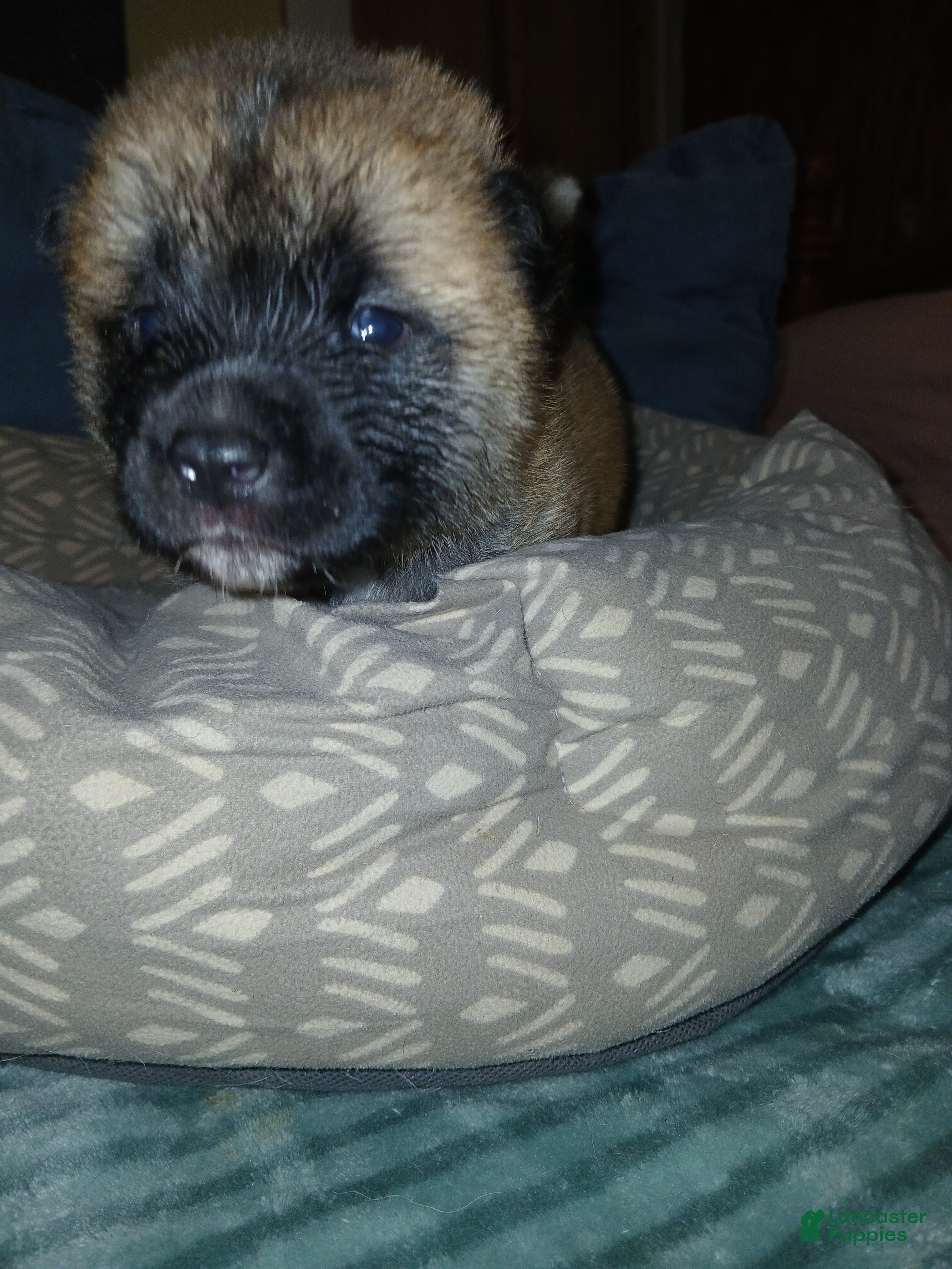 Akita dogs Sycamore  - Ad 1