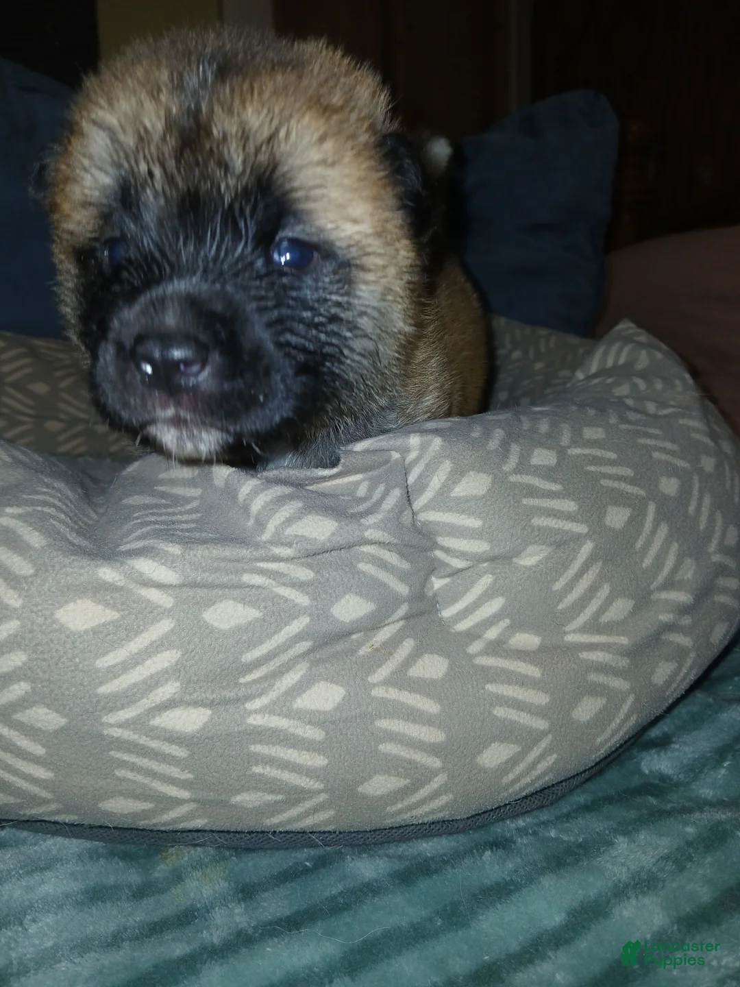 Akita dogs for sale: Sycamore  - Ad 1