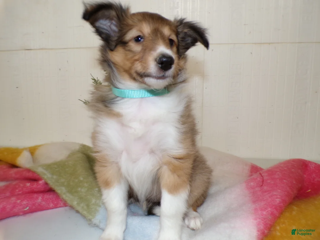 Shetland Sheepdog dogs for sale: Shetland Sheepdog Puppy 2 Marcella - Ad 2