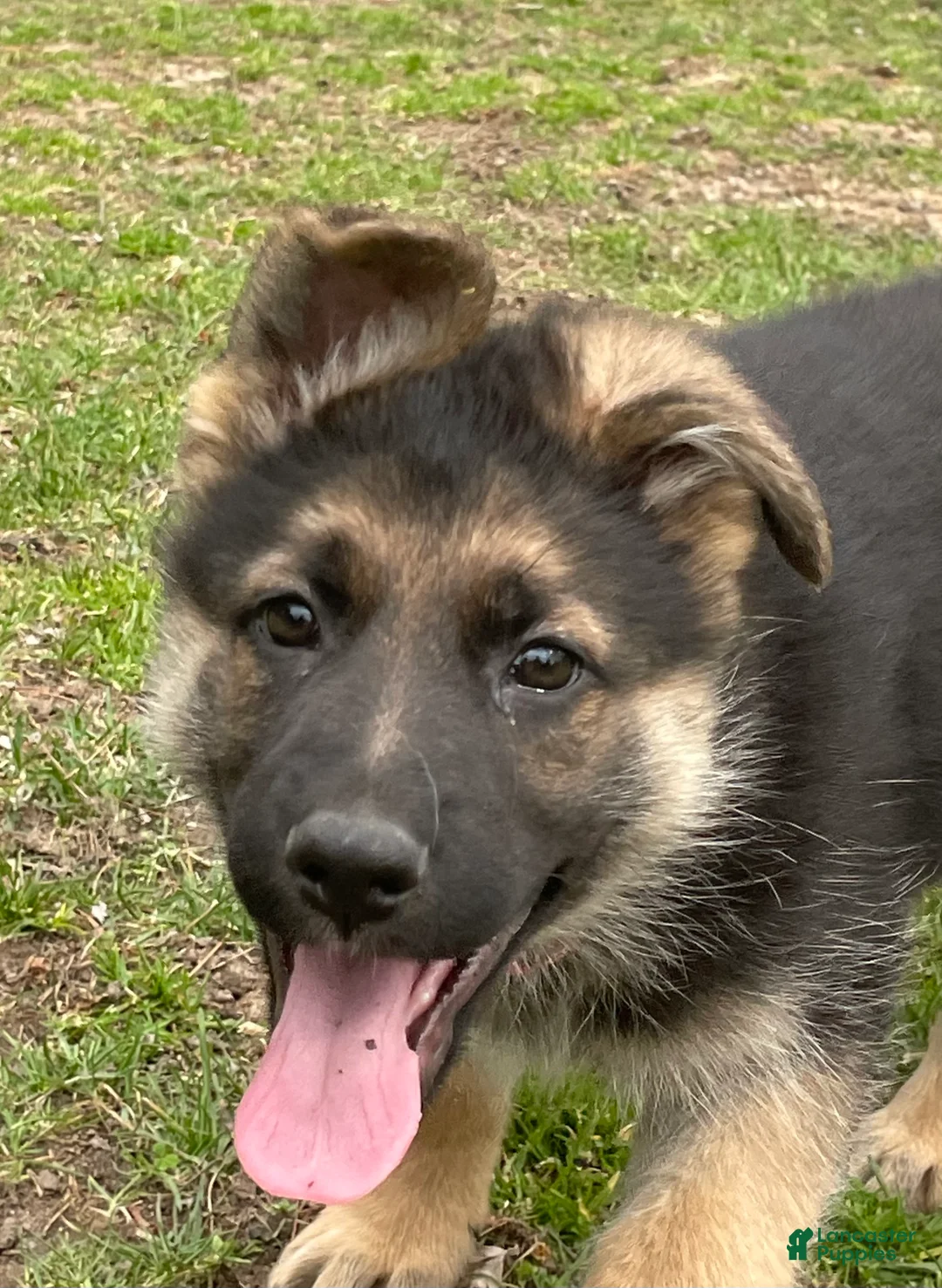 German Shepherd dogs for sale: German Shepherd Puppy 3 - Ad 1