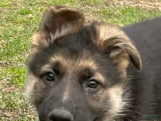 German Shepherd dogs for sale: German Shepherd Puppy 3 - Ad 3