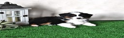 Miniature Australian Shepherd dogs for sale: Diamond - Ad 3
