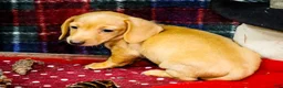 Miniature Dachshund dogs for sale: Tammy - Ad 8
