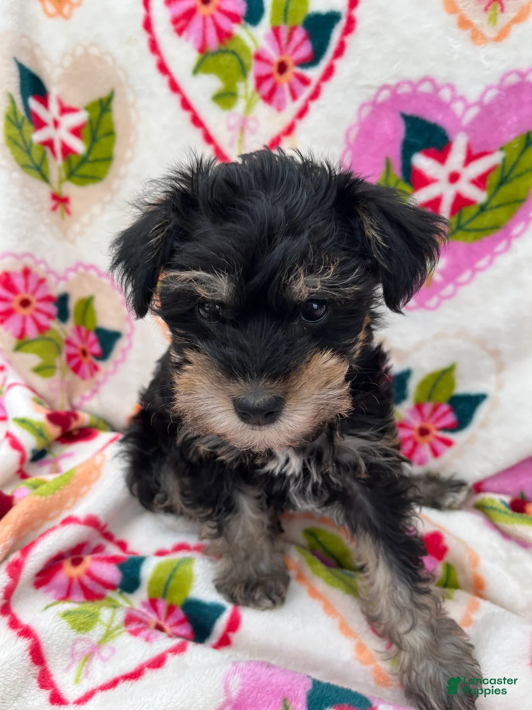 Miniature Schnauzer dogs for sale: Levi - Ad 2