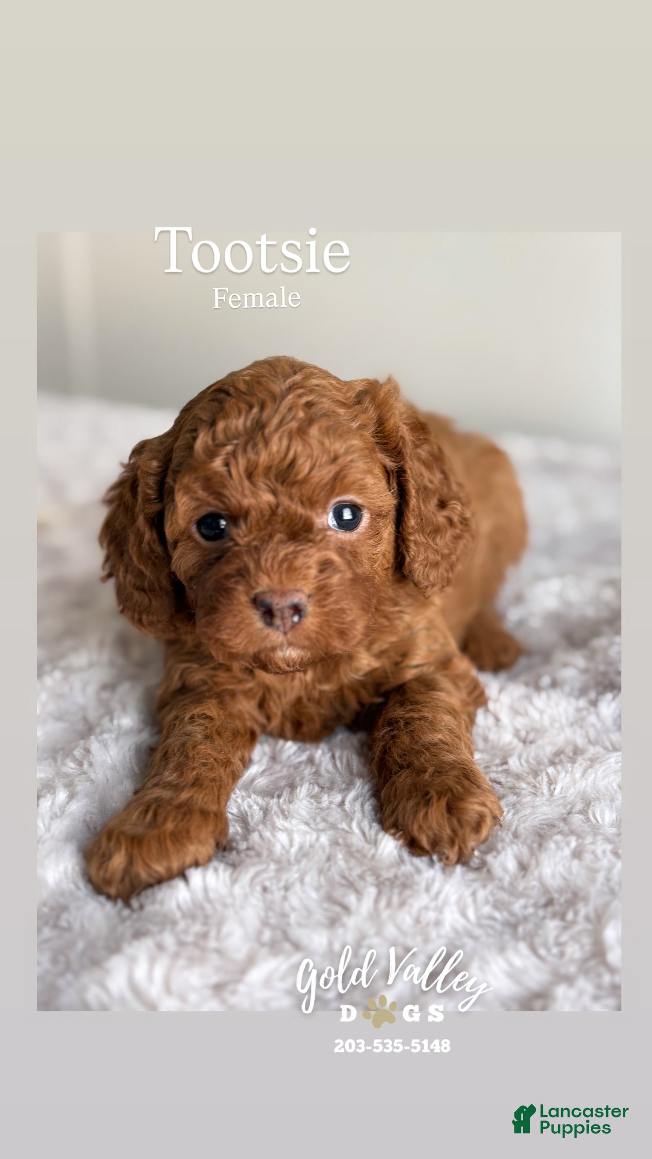Cavapoo dogs TOOTSIE  - Ad 31