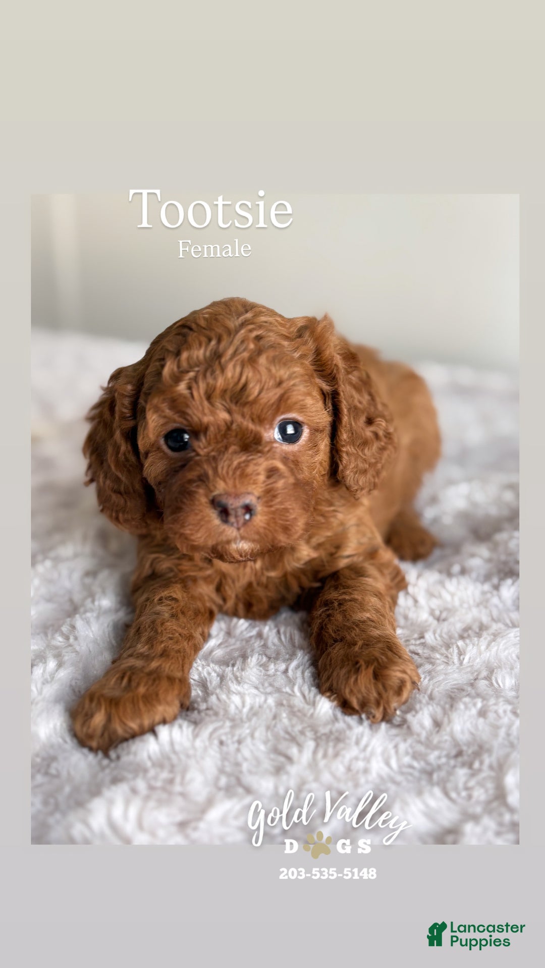 Cavapoo dogs for sale: TOOTSIE  - Ad 1