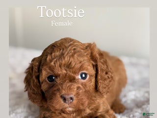 Cavapoo dogs TOOTSIE - Ad 31