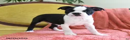 Boston Terrier dogs for sale: Zipper - Ad 3