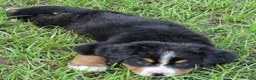 Bernese Mountain Dog dogs for sale: Heidi  - Ad 6