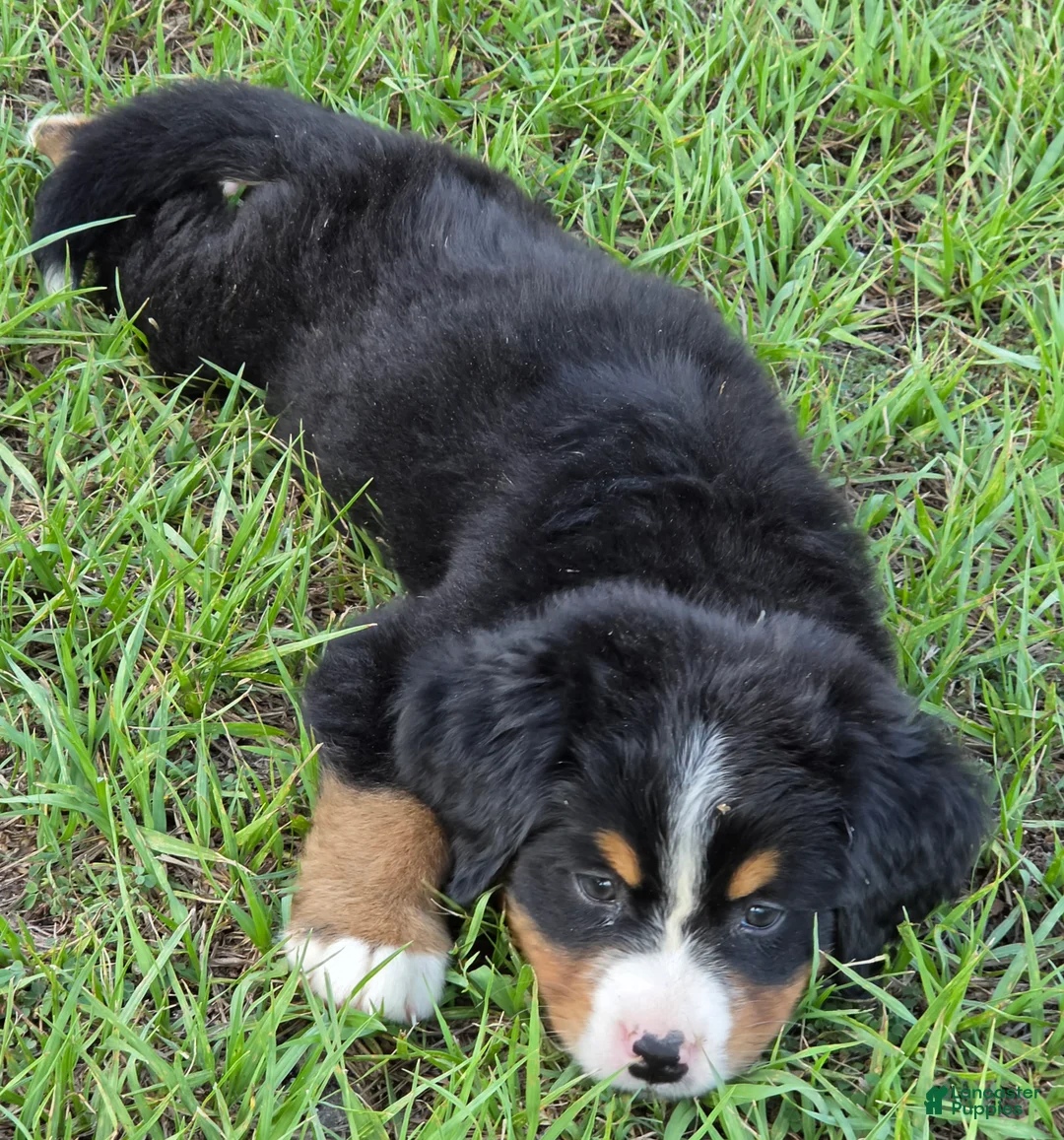 Bernese Mountain Dog dogs for sale: Heidi  - Ad 6
