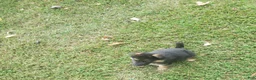 German Shepherd dogs for sale: Blue Male - Ad 7