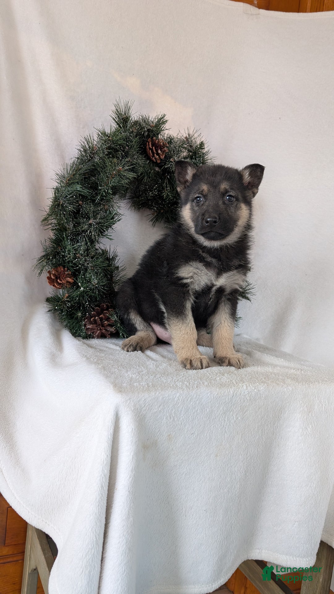 German Shepherd dogs for sale: Jay - Ad 5