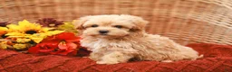 Maltipoo dogs for sale: Jude - Ad 6