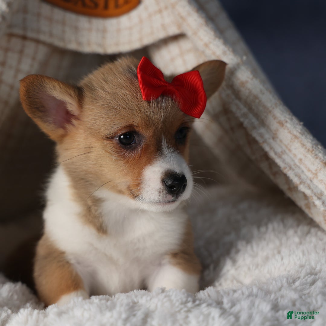 Welsh Corgi Pembroke dogs for sale: Diva - Ad 6