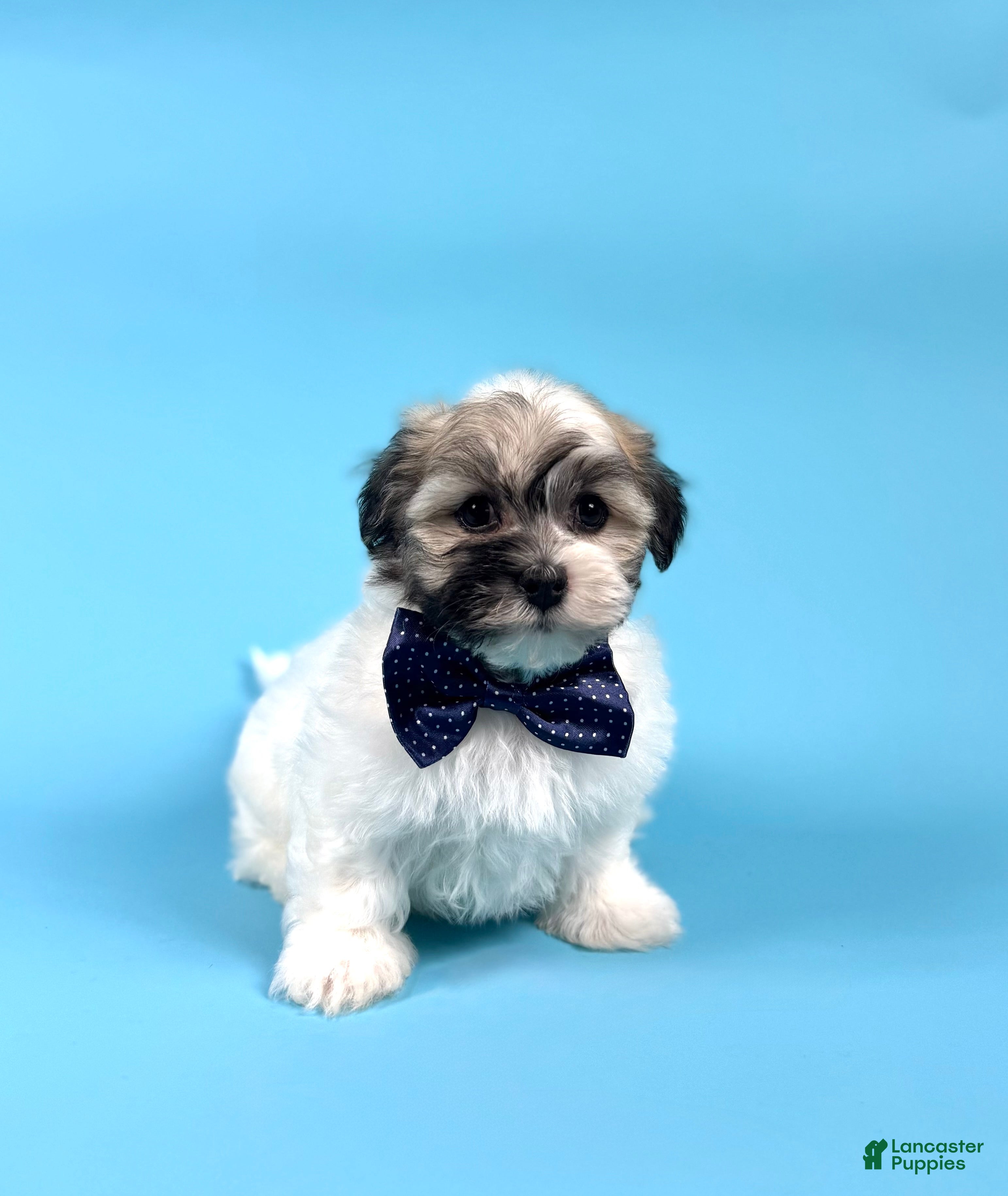 Havanese dogs YASMINE - Ad 2