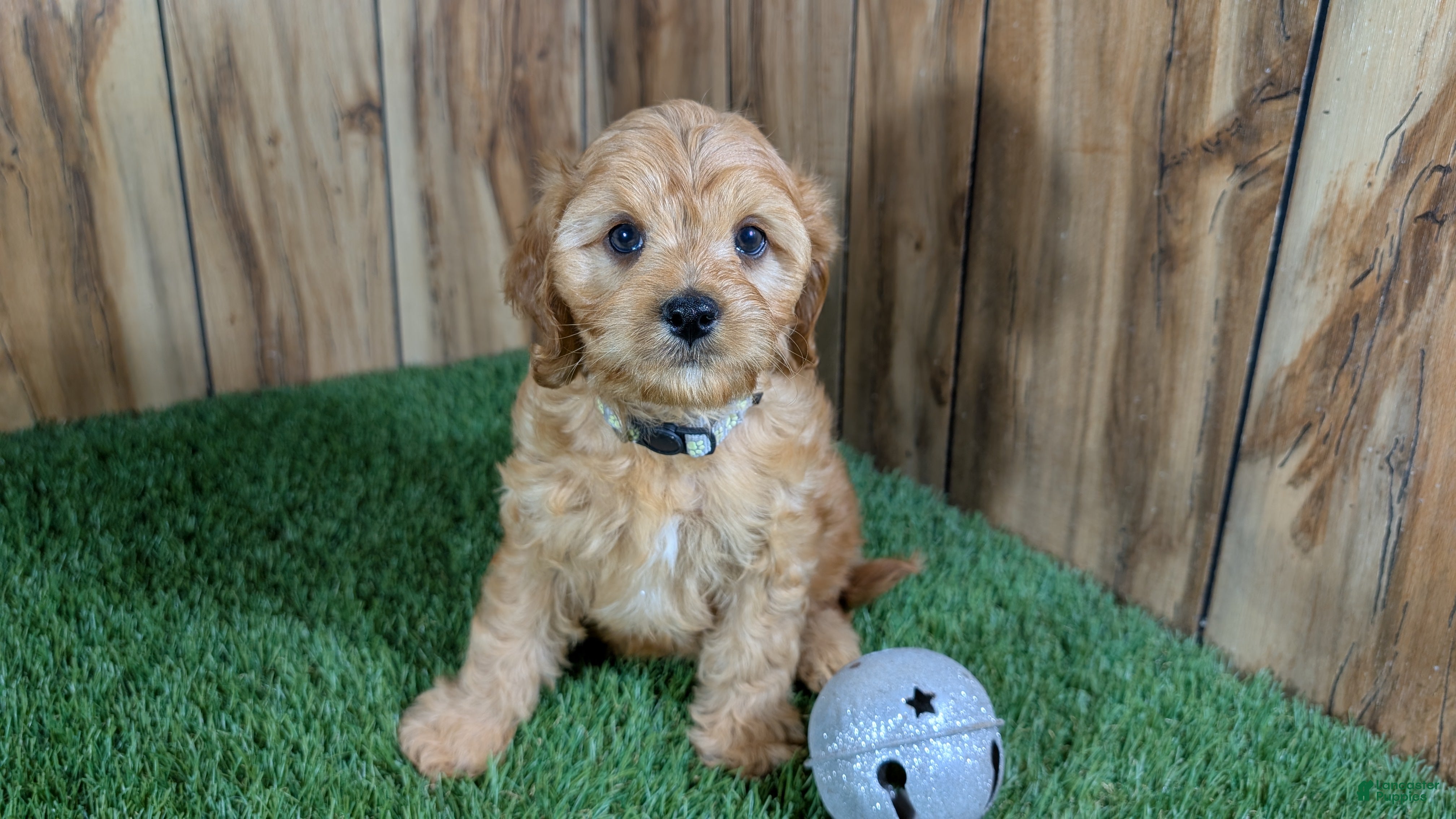 Cavapoo dogs Kellee Boy 3 - Ad 2