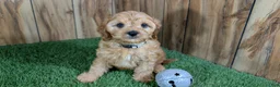 Cavapoo dogs for sale: Kellee Boy 3 - Ad 2