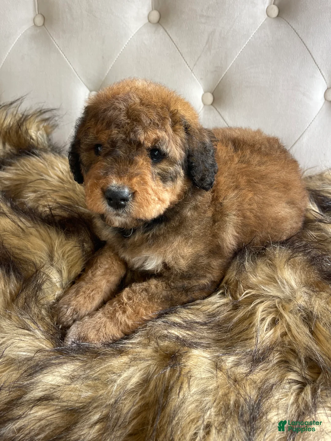 Bernedoodle dogs for sale: Rosie ❤️ Red sable Bernedoodle  - Ad 2