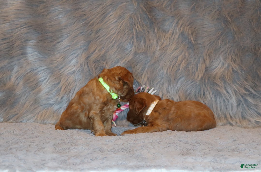 Mini Goldendoodle dogs for sale: Whiskers 🌷👨‍👨‍👧‍👦💞🐕 - Ad 13