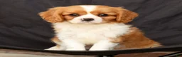 Cavalier King Charles Spaniel dogs for sale: Seth - Ad 7