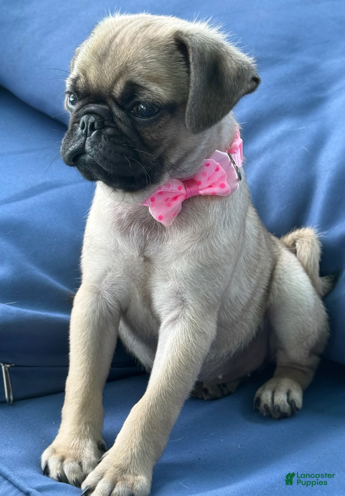 Pug dogs Girl - Ad 2