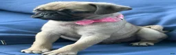 Pug dogs for sale: Girl - Ad 2