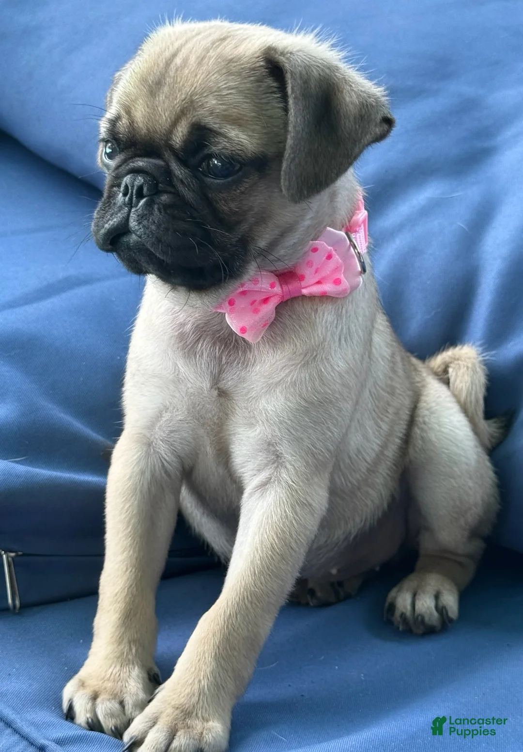 Pug dogs for sale: Girl - Ad 2