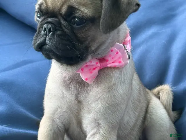 Pug dogs for sale: Girl - Ad 2