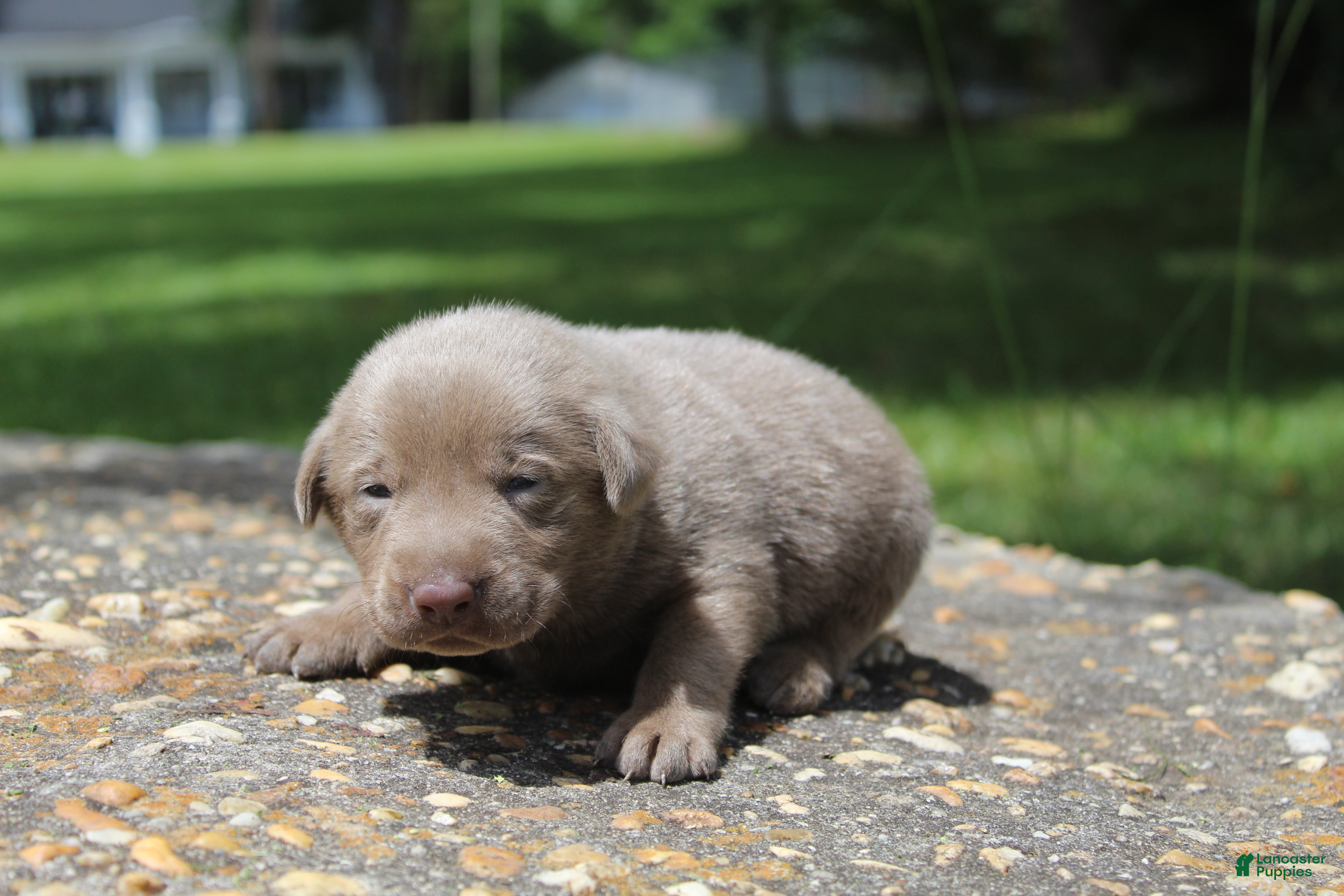 Labrador Retriever dogs Beau - Ad 34