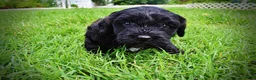 Havapoo dogs for sale: Webster - Ad 7