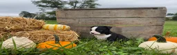 Boston Terrier dogs for sale: Milo - Ad 4