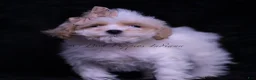 Maltipoo dogs for sale: JuJu - Ad 4