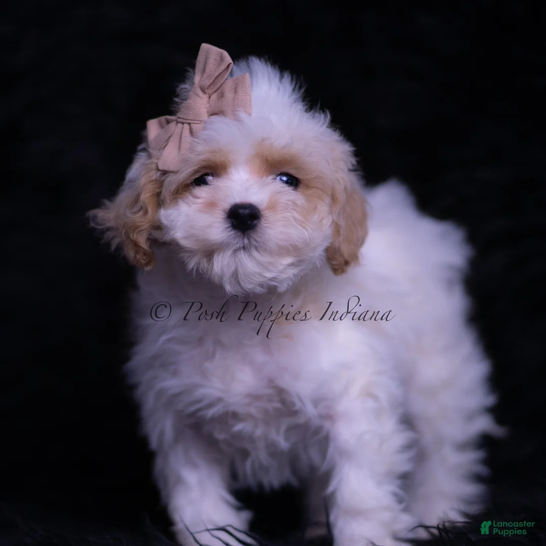 Maltipoo dogs for sale: JuJu - Ad 4