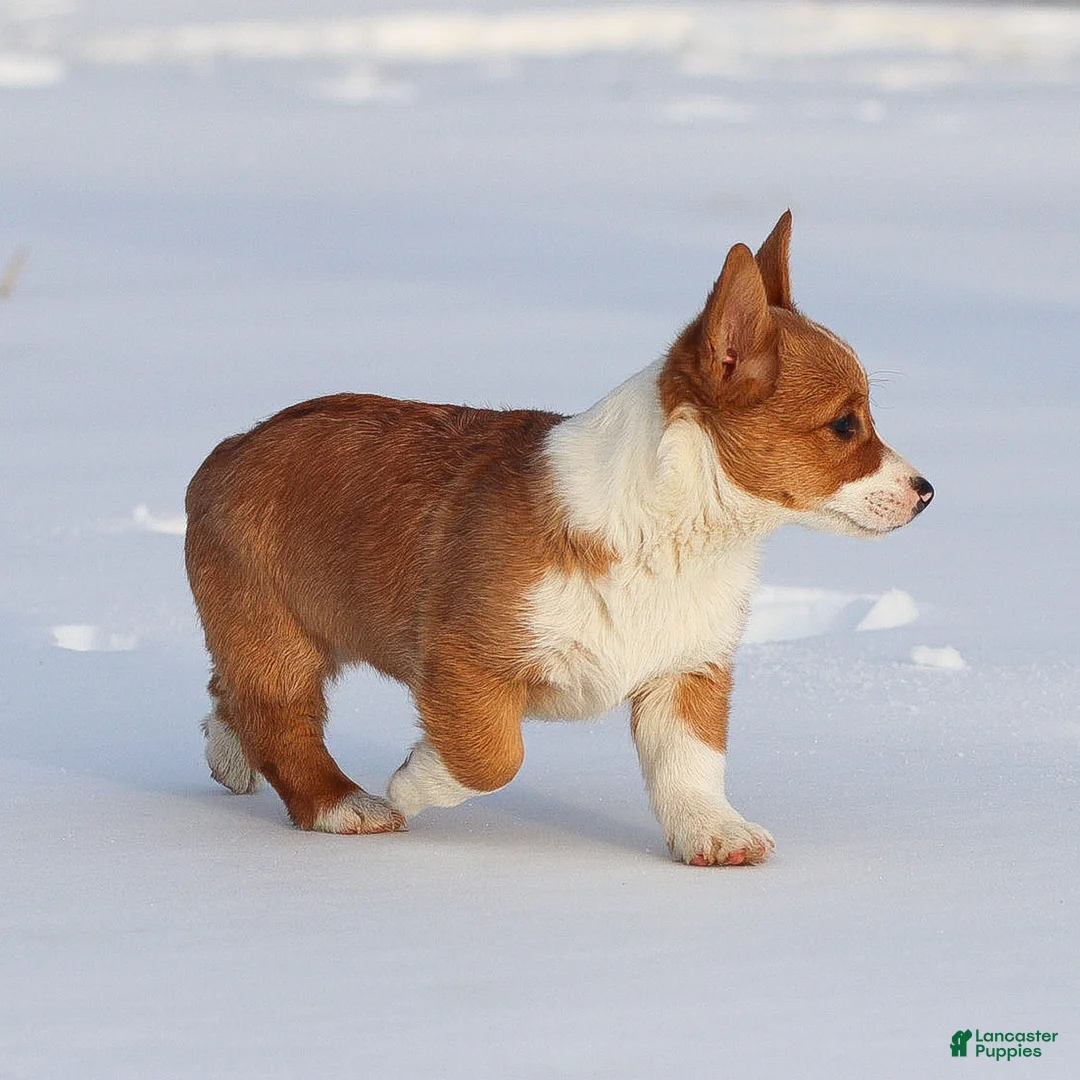 Welsh Corgi Pembroke dogs for sale: Kadin Welsh Corgi Pembroke - Ad 16