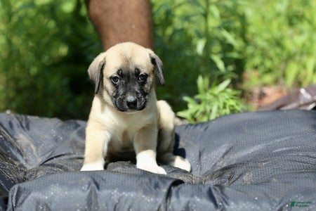 Mixed Breed dogs Mixed Breed 11 - Ad 1