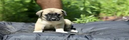 Mixed Breed dogs for sale: Mixed Breed 11 - Ad 1