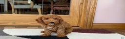 Cockapoo dogs for sale: Glen - Ad 2