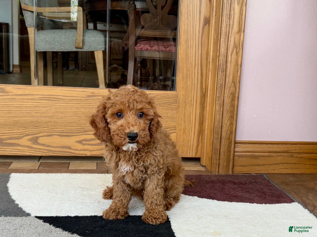 Cockapoo dogs for sale: Glen - Ad 2