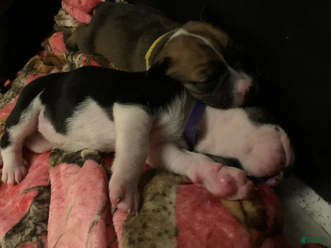 Mixed Breed dogs for sale: Mixed Breed Puppy 3purple - Ad 2