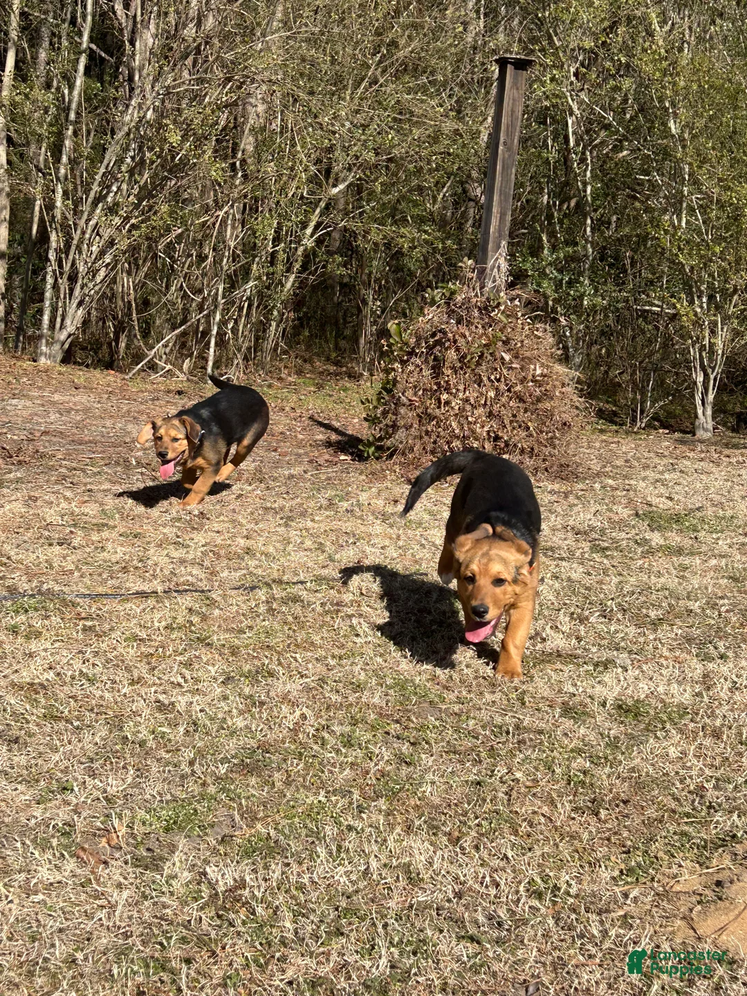 Mixed Breed dogs for sale: Mixed Breed Puppy 2 - Ad 10