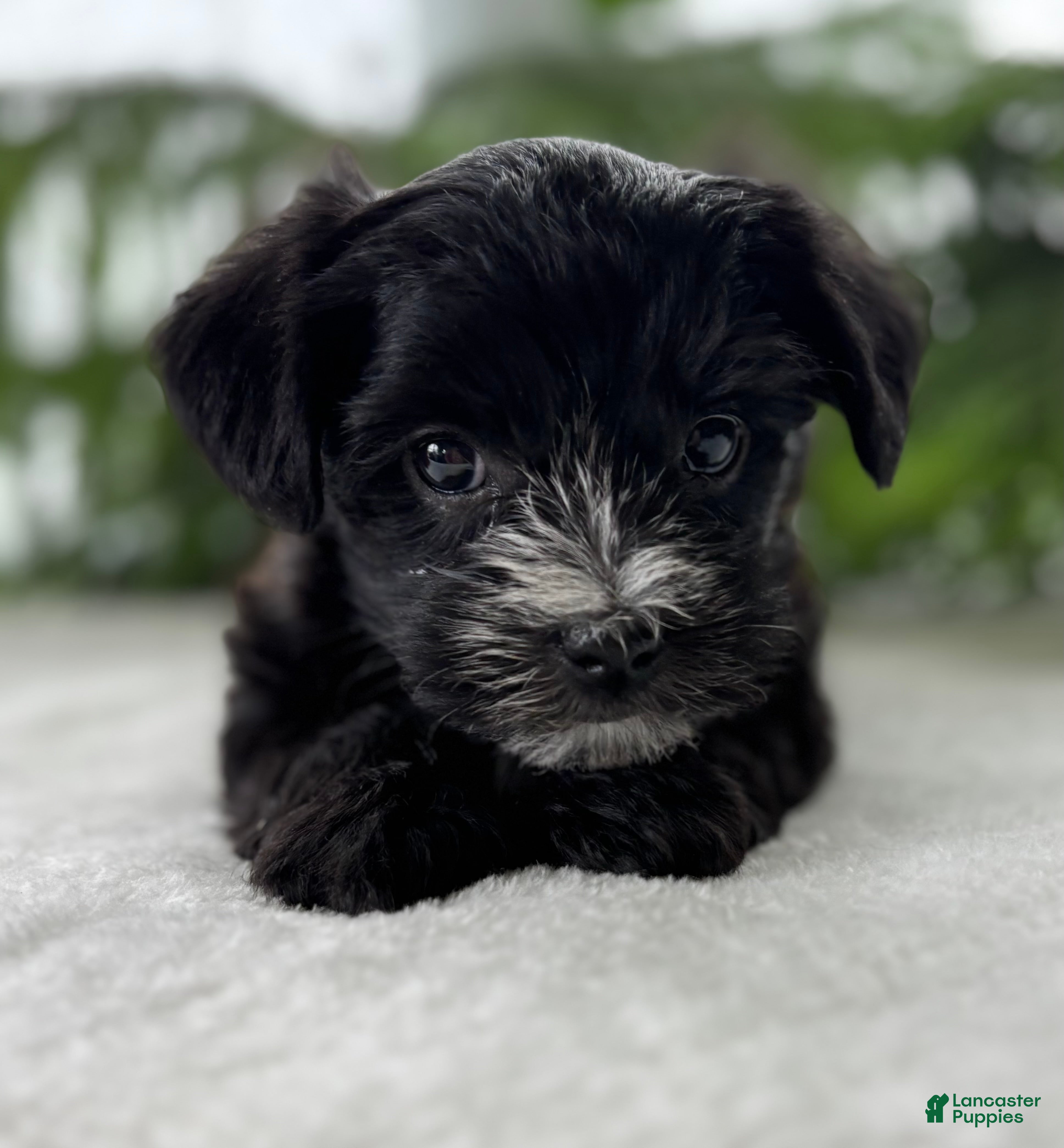 Morkie dogs J.R. - Ad 2