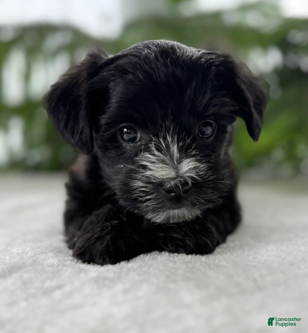 Morkie dogs for sale: J.R. - Ad 2