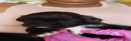 Shih Tzu dogs for sale: Crypto  - Ad 5