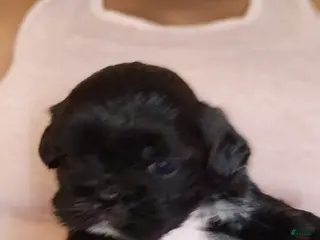 Shih Tzu dogs Crypto - Ad 15