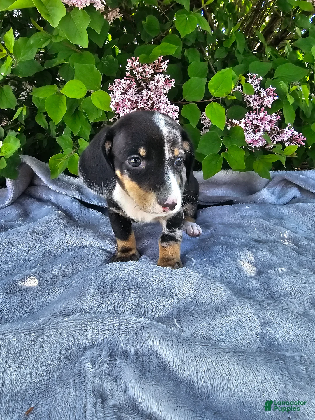 Dachshund dogs for sale: Rusty - Ad 2