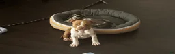 American Bully dogs for sale: Lolla - Ad 4