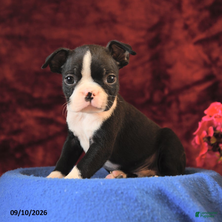 Boston Terrier dogs Chester - Ad 1