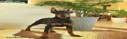 Doberman Pinscher dogs for sale: Fern  - Ad 1